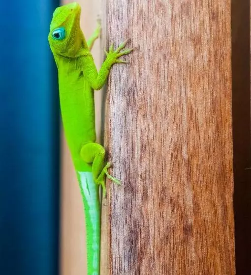 پانسیون La Résidence Nou Cinq