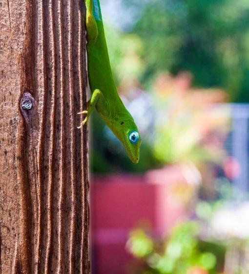 پانسیون La Résidence Nou Cinq