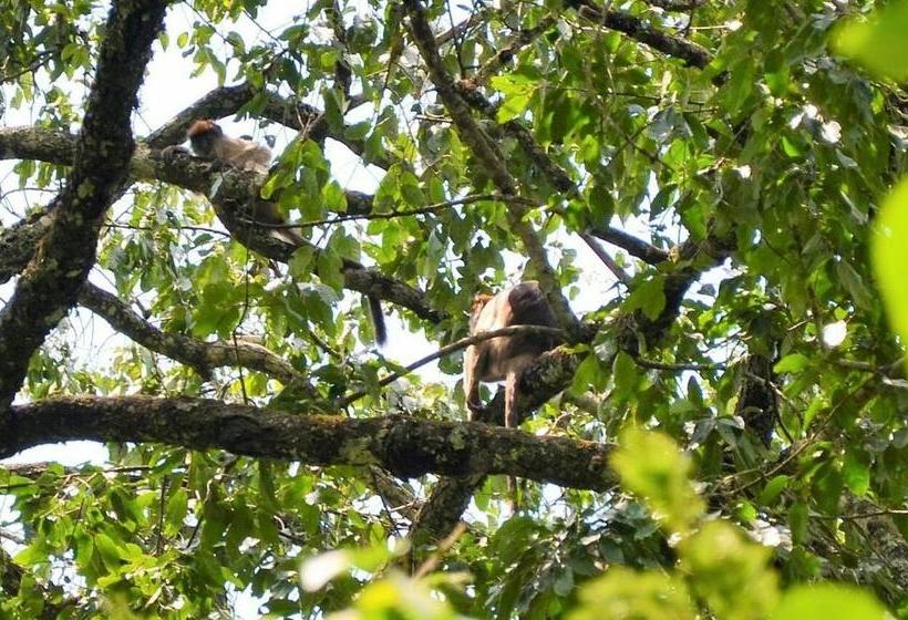 هتل Bwigamiro Country Home Fort Portal