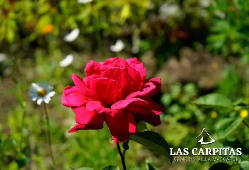 Aamiaismajoitus (B&B) Las Carpitas