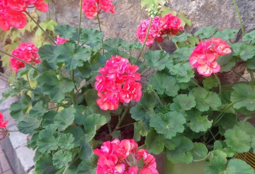 Apartman Romansa čitluk Sa 4 Spavaće Sobe