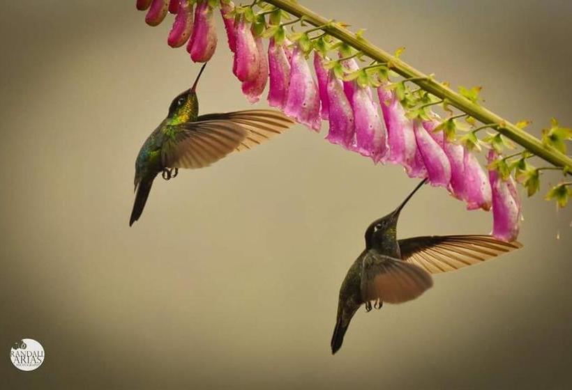 ユースホステル Casona Tica Linda