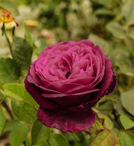 פנסיון Patterson B&b