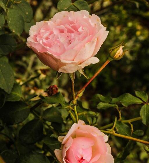 פנסיון Patterson B&b