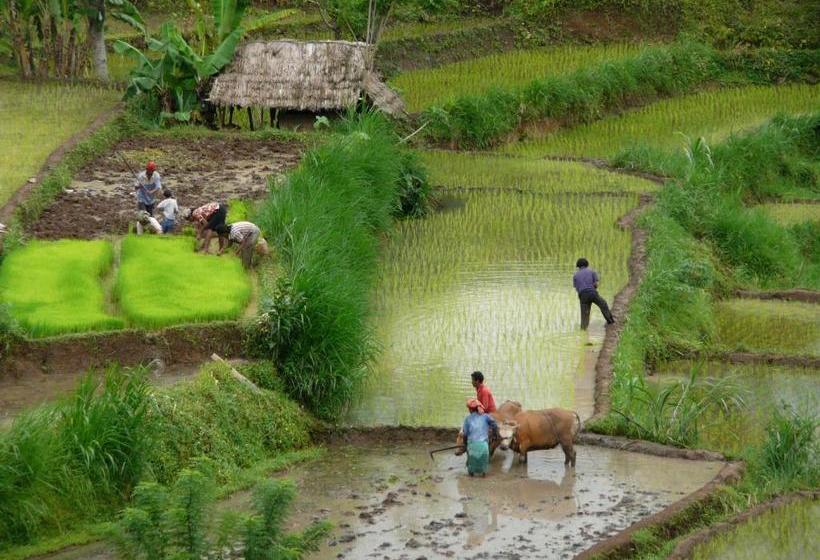 膳宿费 Bebek Biru