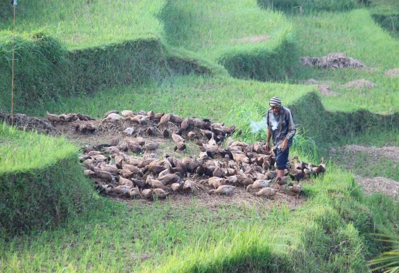 膳宿费 Bebek Biru