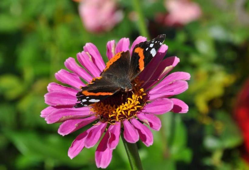 ユースホステル Gästehaus Mayer