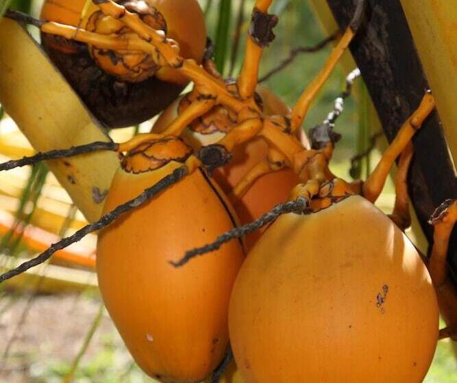 پانسیون La Hacienda Mauritius