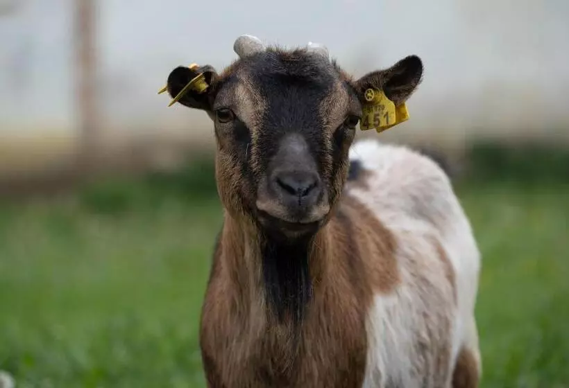 هتل Smrekarjeva Domačija