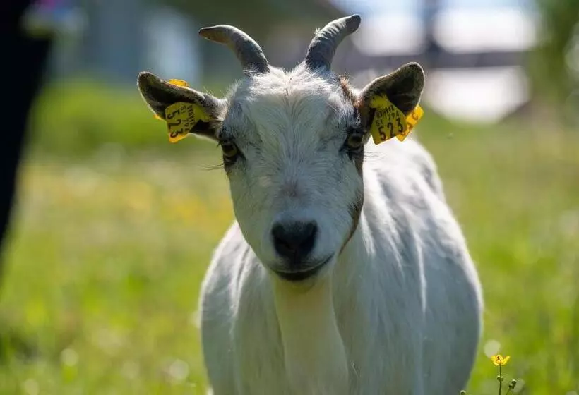 هتل Smrekarjeva Domačija