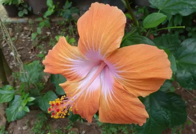 پانسیون Lodge Takini 4