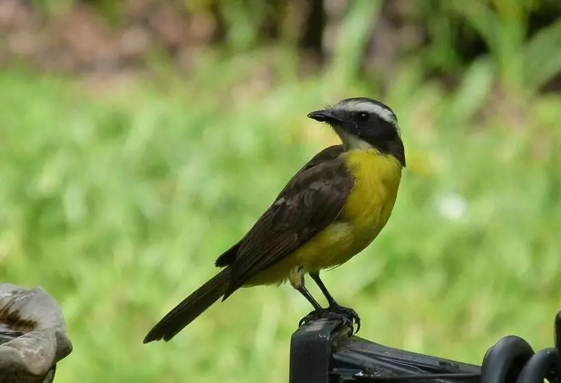 پانسیون Lodge Takini 4