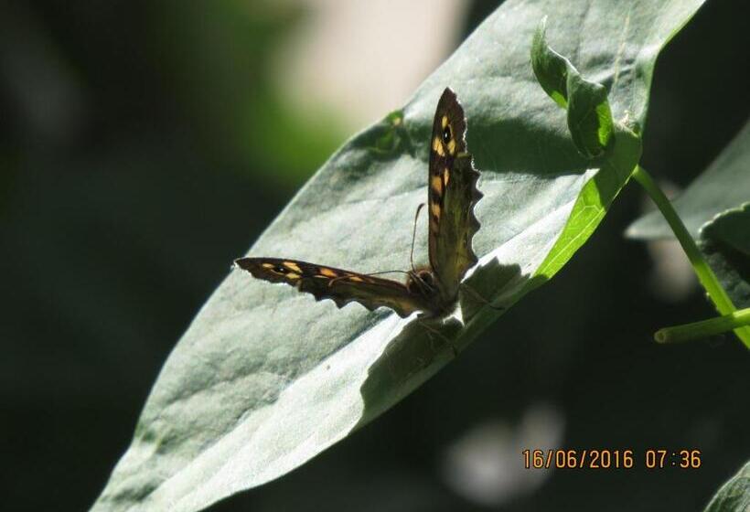 膳宿费 Red Rose Guest House