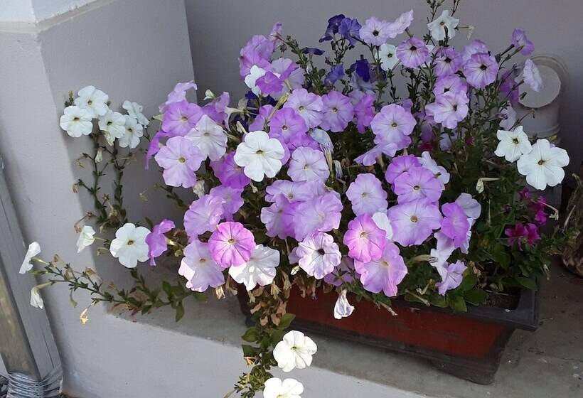 بنسيون Boer And Brit Self Catering Guest House