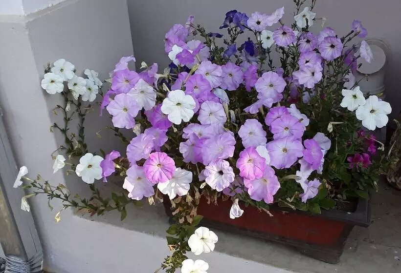 Majatalo Boer And Brit Self Catering Guest House