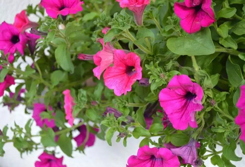 ペンション Alexandra Alber Villa Schlosskopf