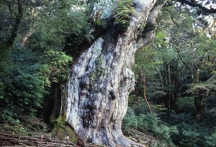 ペンション Yakushima Refresh