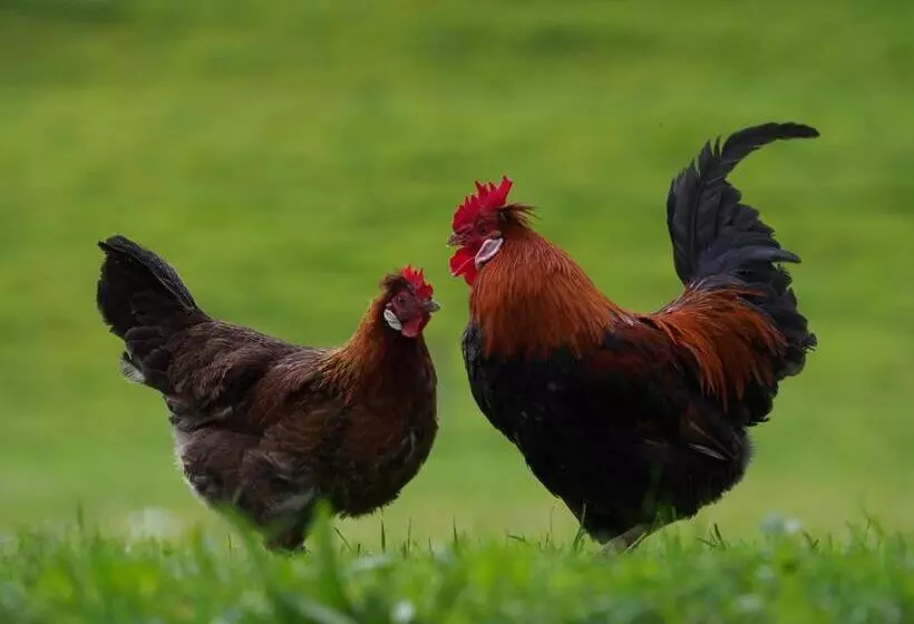 هتل Tourist Farm šenkova Domačija