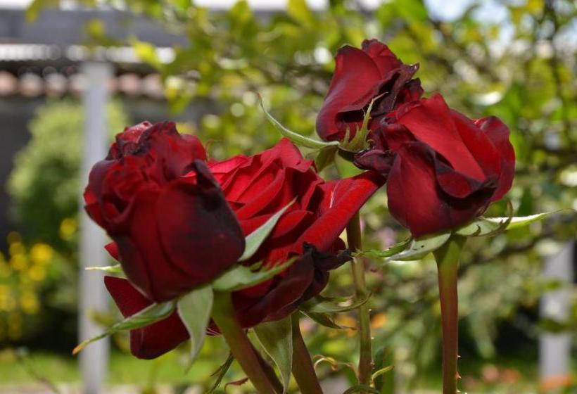 پانسیون Hostal Petit Verdot