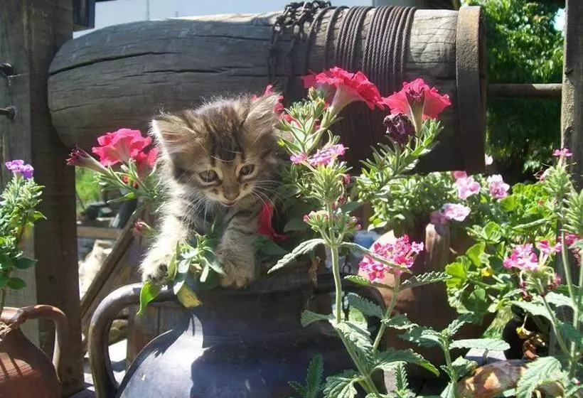 Majatalo Staroto Shkolo House   Rooms For Guests