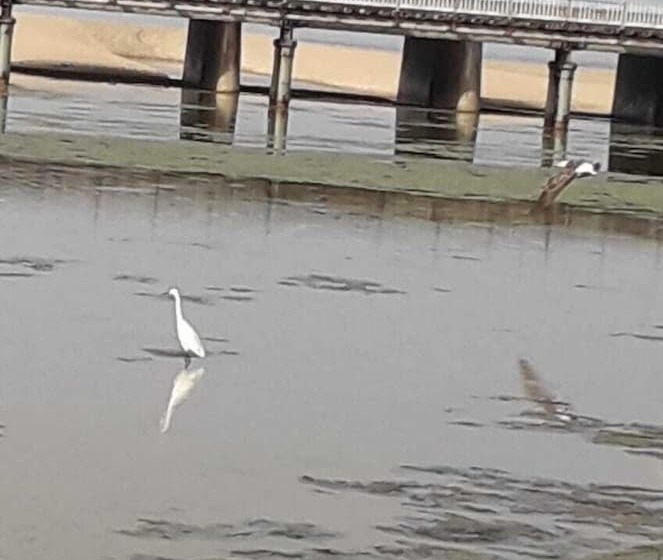 פנסיון The Tops