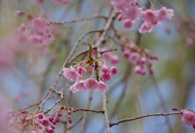 Пансион Yumekiko