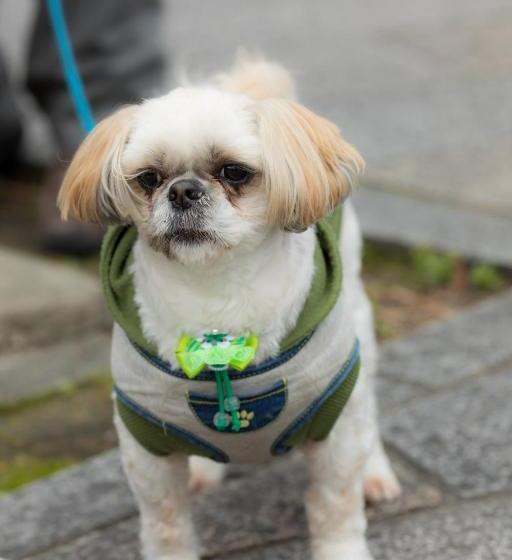 Пансион Yumekiko