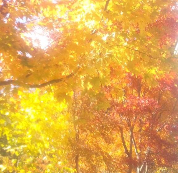 Пансион Yumekiko