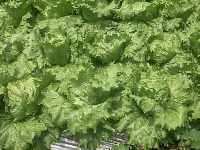 Пансион Yumekiko