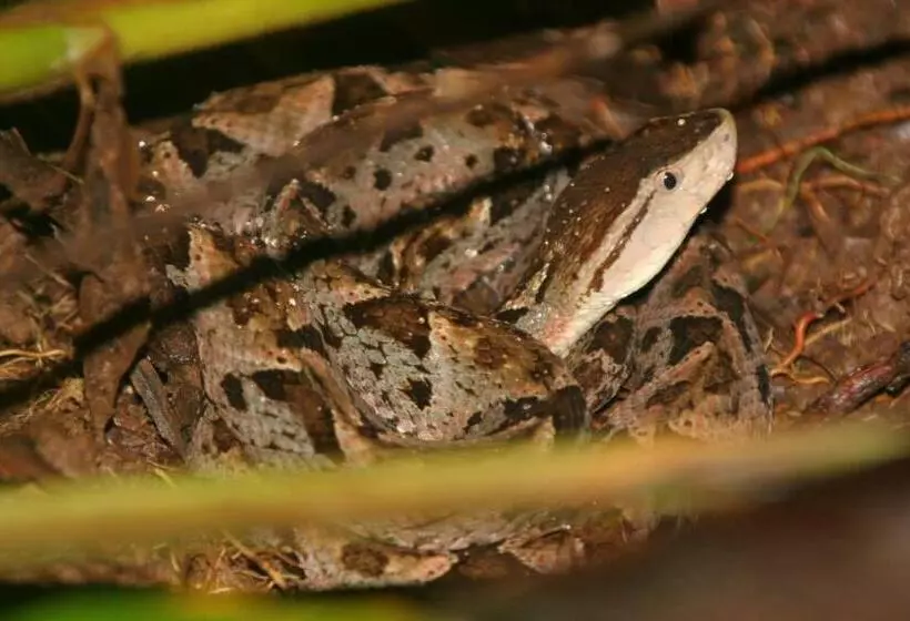 ペンション Encanto Lodge