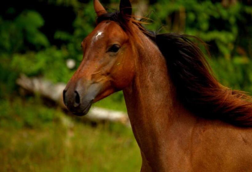 Пансион Encanto Lodge