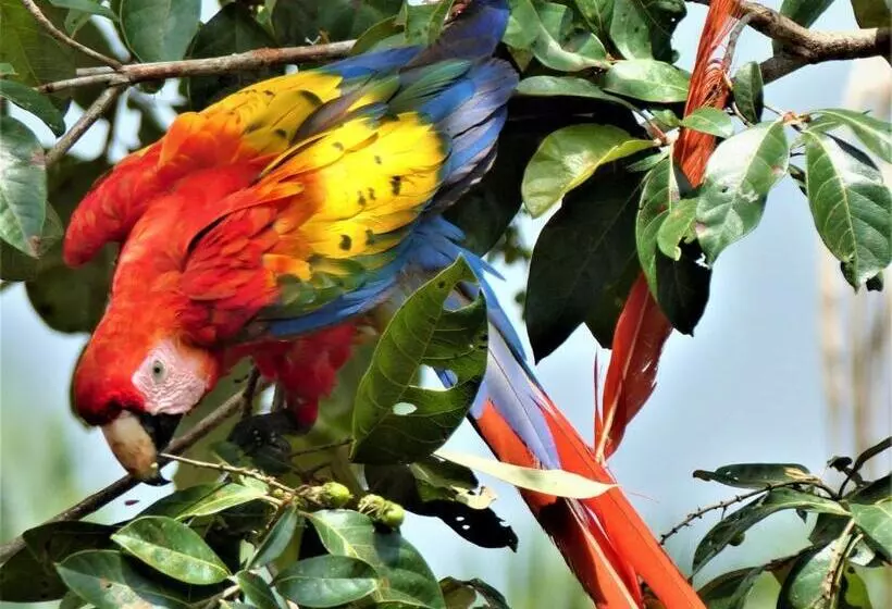 ペンション Encanto Lodge