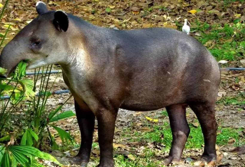 ペンション Encanto Lodge