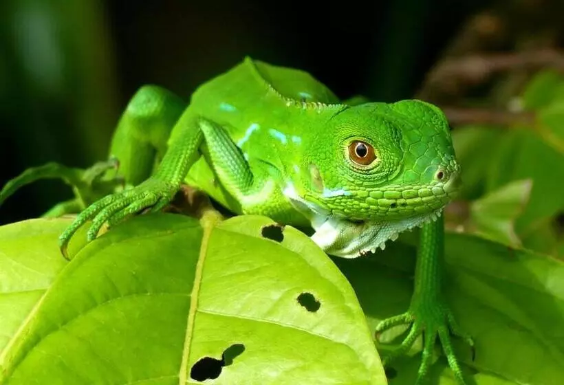 ペンション Encanto Lodge