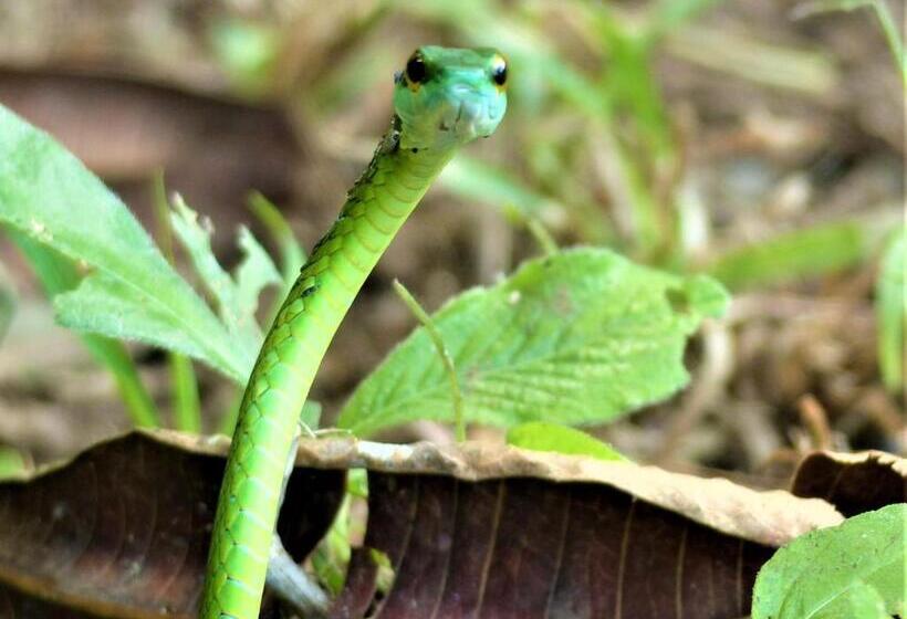 Пансион Encanto Lodge