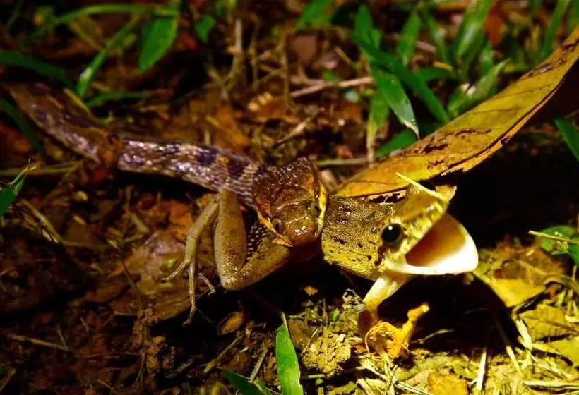 ペンション Encanto Lodge