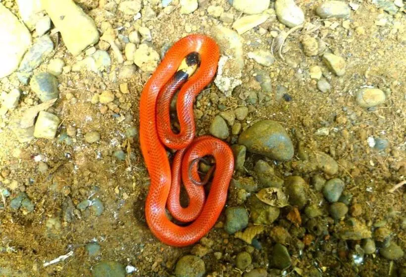 ペンション Encanto Lodge