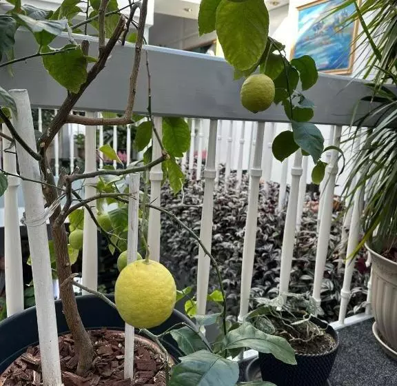 ペンション Villa Helvetia