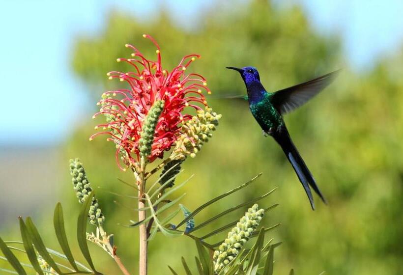 Pensjonat Pousada Araucaria
