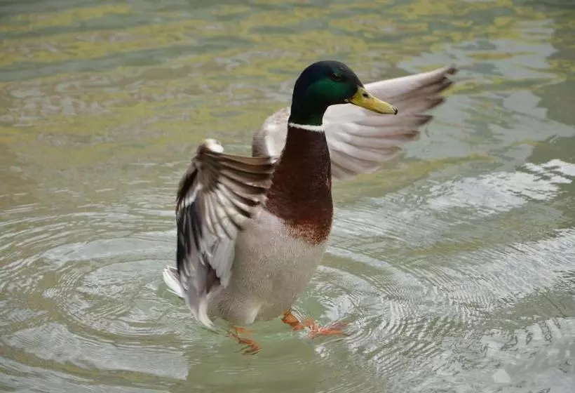 Majatalo Die Sonnenblume