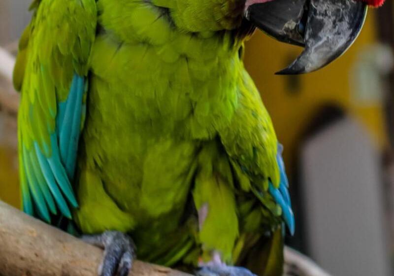 בית מלון כפרי Estero Y Mar