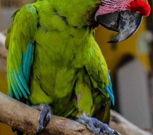 בית מלון כפרי Estero Y Mar