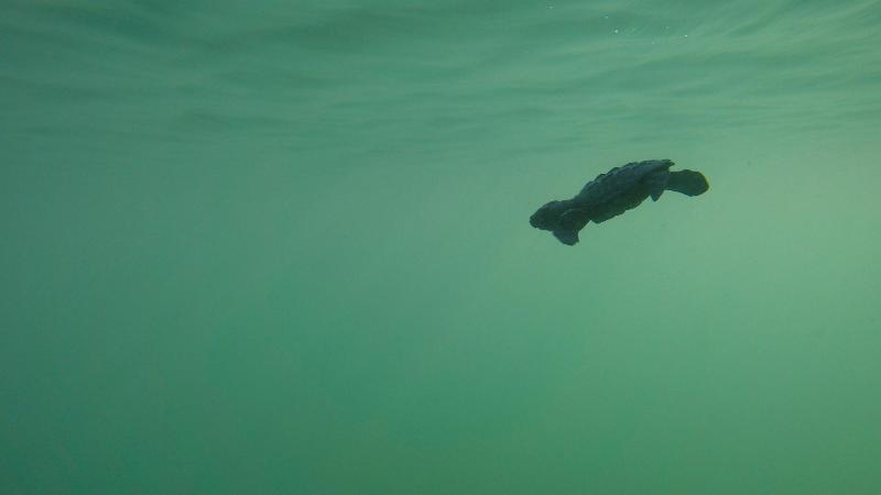 בית מלון כפרי Estero Y Mar