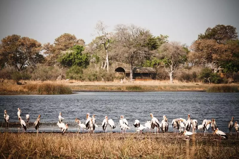 هتل Jackalberry Tented Camp
