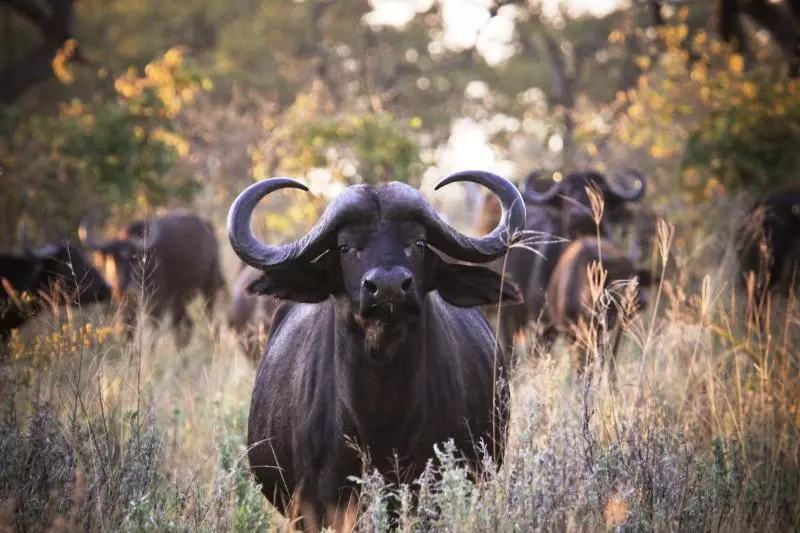 هتل Jackalberry Tented Camp