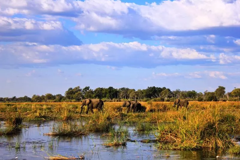 هتل Jackalberry Tented Camp