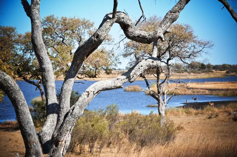 هتل Jackalberry Tented Camp