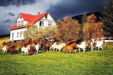 Bed and Breakfast Ferðaþjónustan Geitaskarði
