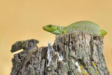 קוטג'' L Esgolfa De Ca L Ortís