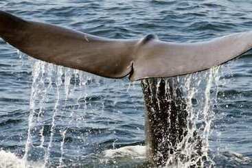 בית מלון כפרי Island Place